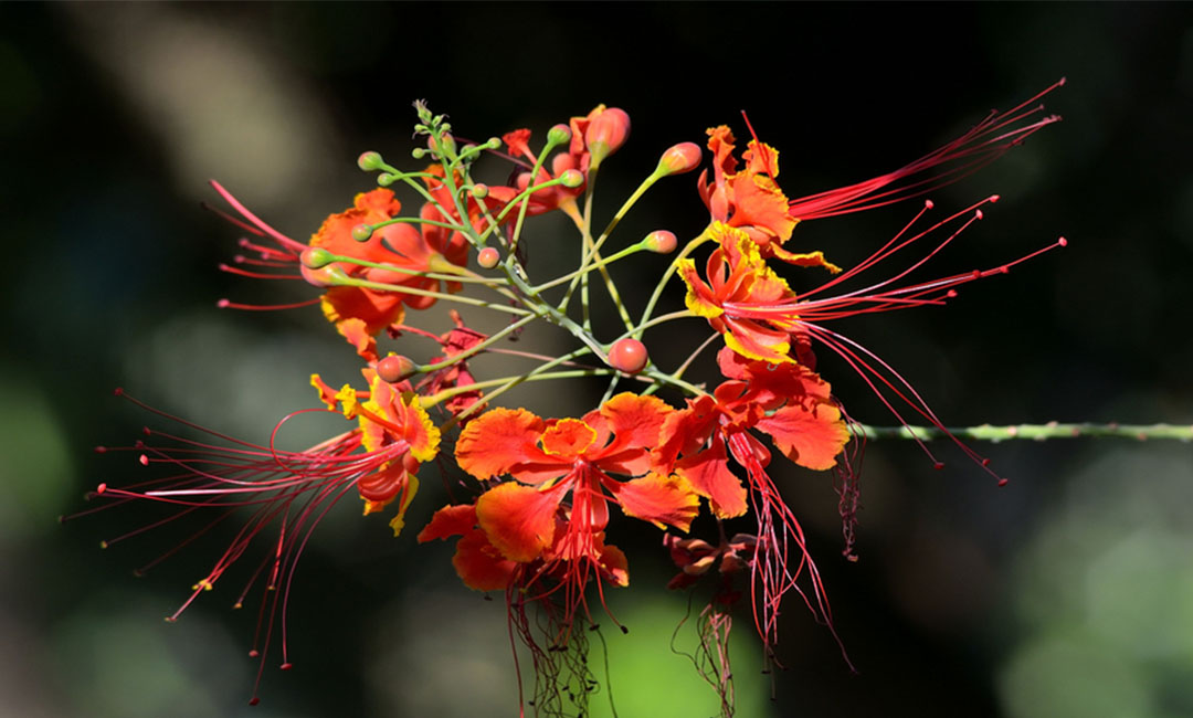 宜宾宜宾花帮主百科词条创建案例